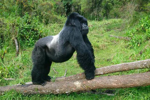 img-rw-virunga-1