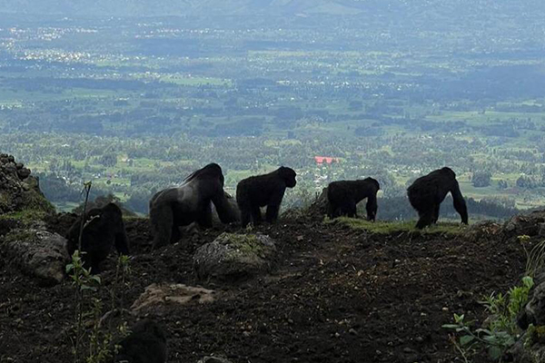 img-rw-virunga-2